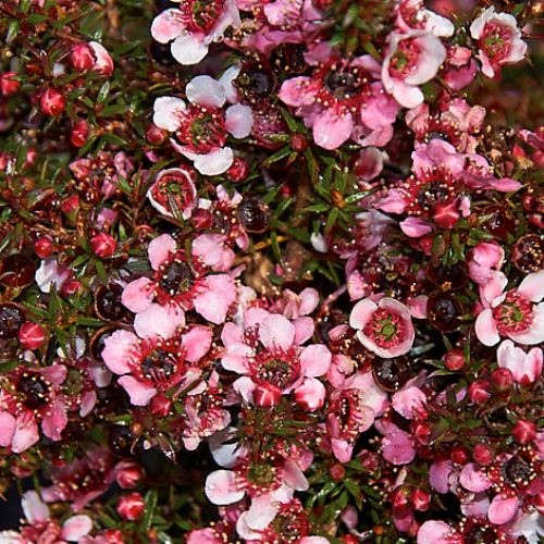 Leptospermum Huia, Manuka - Pb3 (5/20)