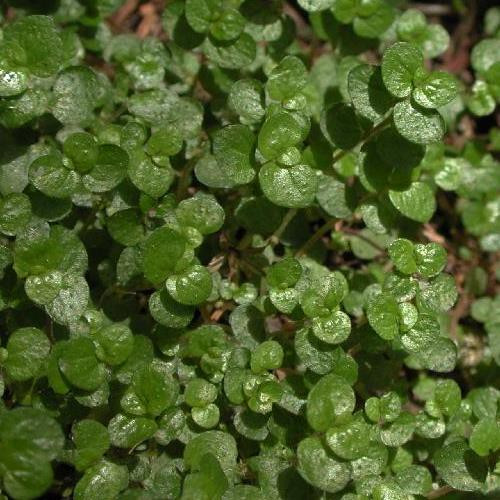 Helxine soleirolii, Baby's Tears