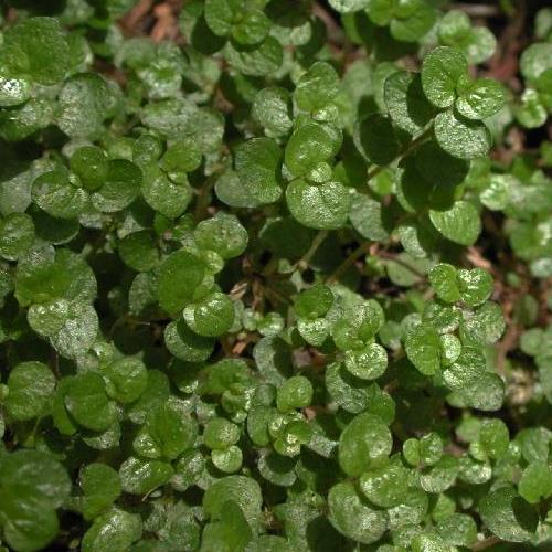 Helxine soleirolii, Baby's Tears - Image 2