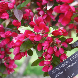 Malus Profusion, Crabapple - Pb18
