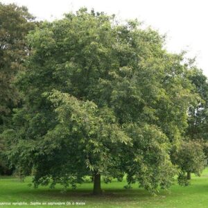 Quercus variabilis, Chinese Cork Oak - 1Ltr