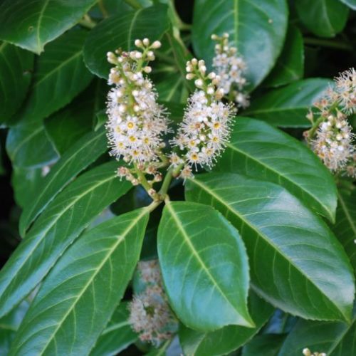 Prunus laurocerasus, Cherry Laurel - Pb5/Pb6.5 - Image 2