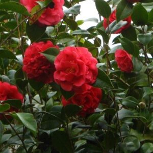 Camellia Dixie Knight - Pb6.5 (60/80)