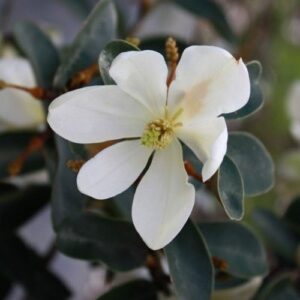 Michelia Uniquely Yours - 1.5Ltr