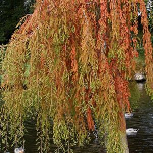 Taxodium d. McClaren Falls, Bald Cypress - Pb18