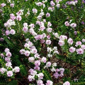 Hebe Wiri Cloud - Pb5