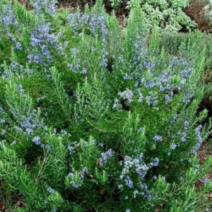 Rosmarinus Tuscan Blue - Pb5/Pb6.5 (30/50)