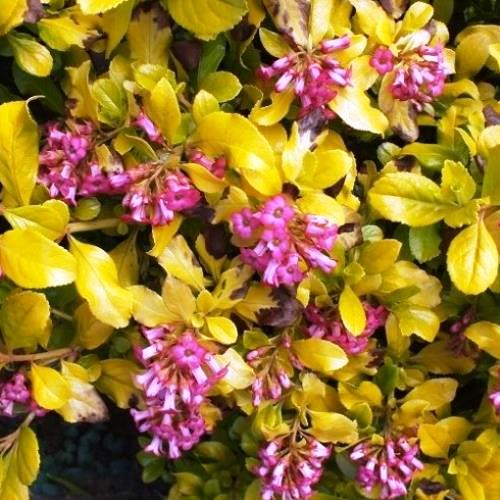 Escallonia Gold Brian - Pb5/Pb6.5