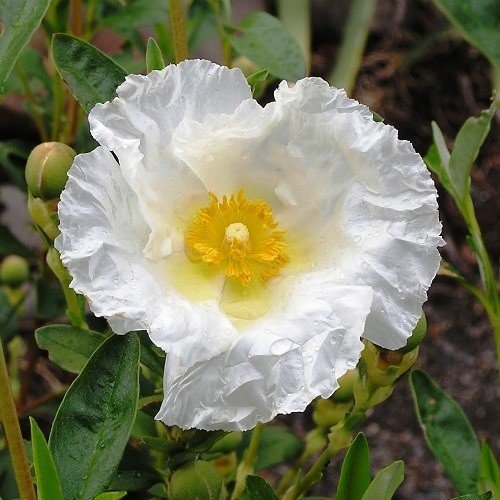Cistus Bennett's White - pb5/3.5ltr (20/30) - Image 2