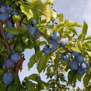 Prune Plum Stanley - Pb18