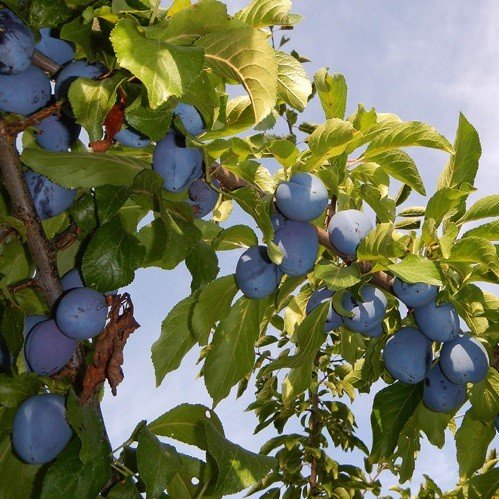 Prune Plum Stanley - Pb18 - Image 2