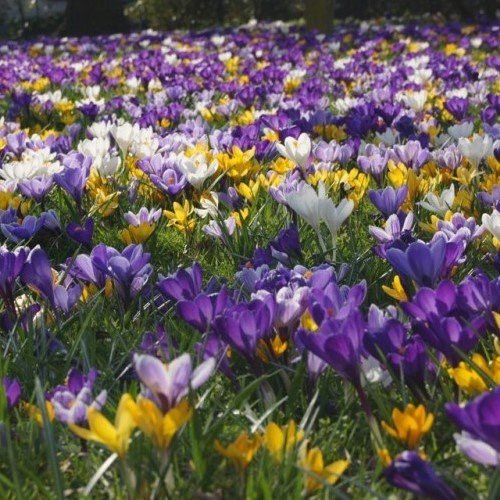 Crocus (mixed colours)