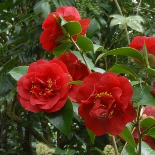 Camellia Bob Hope - Pb6.5 (50/60) - Image 2