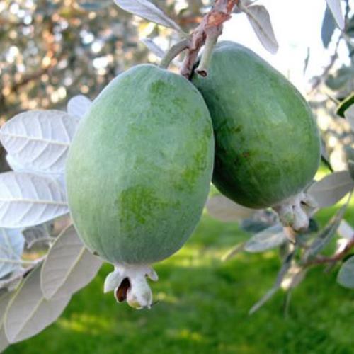 Feijoa Marion - Pb6.5 (110/130)