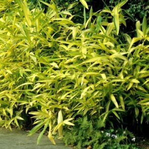 Arundinaria auricoma, Bamboo - Pb6.5 (50/70)