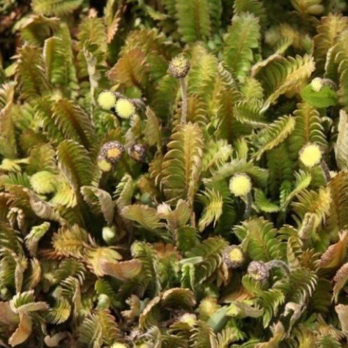Leptinella dioica, Batchelors Buttons - 1.5Ltr/2Ltr - Image 2