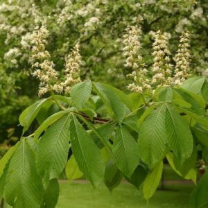 Aesculus turbinata, Japanese Horse Chestnut - Pb6.5