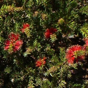 Callistemon Rocky Rambler - Pb6.5
