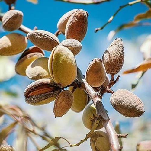 Almond IXL - Pb18 - Image 2