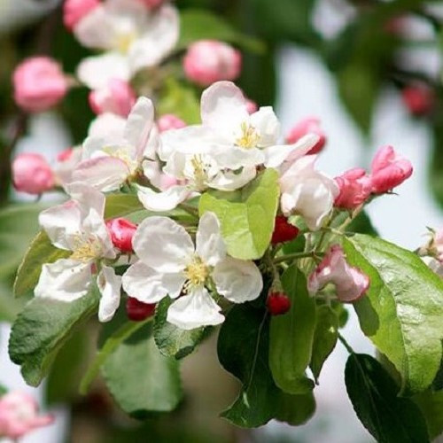 Malus Gorgeous, Crabapple - Pb12 - Image 3
