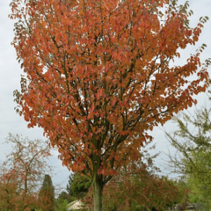 Malus tschonoskii, Upright Crabapple - Pb18
