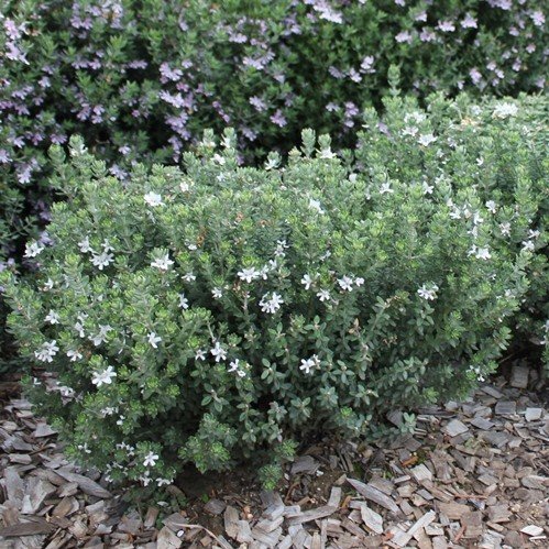 Westringia Grey Box, Coastal Rosemary - 2.5Ltr - Image 2