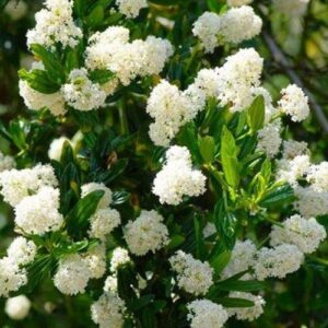 Ceanothus Snow Flurry - Pb6.5