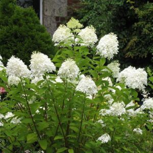 Hydrangea paniculata Grandiflora - Pb5 (40/60)