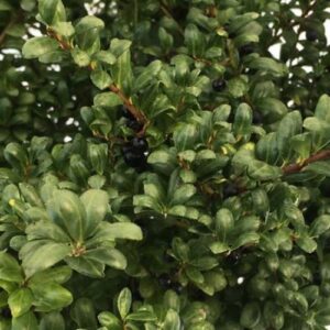 Ilex crenata Convexa, Japanese Holly - Pot