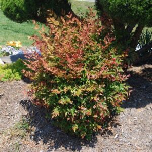Nandina Gulfstream - 2Ltr/3.5Ltr