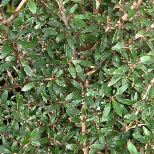 Coprosma Dark Spire - Pb5 (30/80) - Image 2