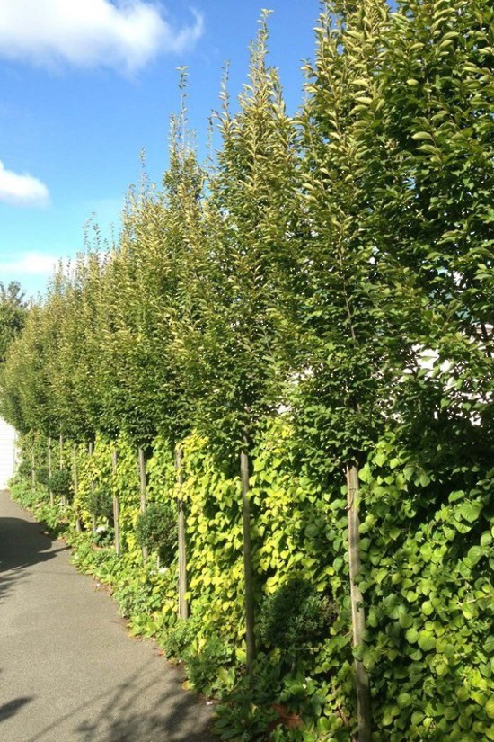 Carpinus betulus Fastigiata, Upright European Hornbeam - Pb28/40 (2.8/3.5m) - Image 2