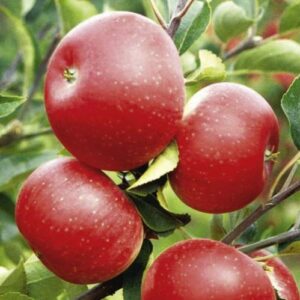 Apple Discovery - Pb12