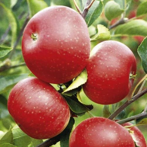 Apple Discovery - Pb12