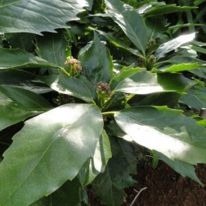 Aucuba Forest Green, Japanese Laurel - Pb5