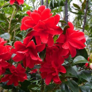 Camellia Freedom Bell - Pb6.5 (80/100)