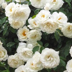 Rose Iceberg floribunda Standard