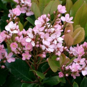 Rhaphiolepis i. Enchantress - Pb5