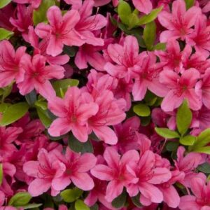 Azalea Magnifica Rosea - 1.25Ltr