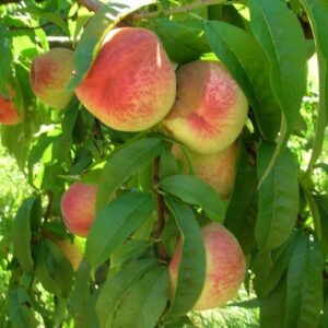 Peach Yumyeong - Pb18