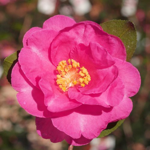 Camellia Kanjiro - Pb6.5