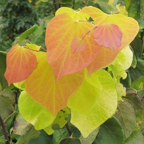 Cercis canadensis Hearts of Gold - Pb28 (170/240)