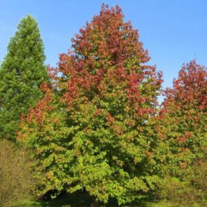 Liquidambar Festeri, Sweetgum - Pb40