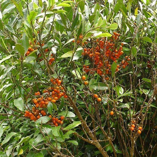 Hedycarya arborea, Pigeonwood - Pb6.5