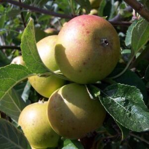 Apple Nonpareil - Pb12