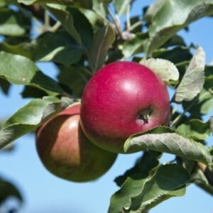 Apple Opalescent - Pb12