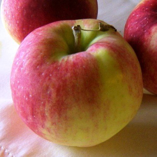 Apple Mollie's Delicious - Pb12