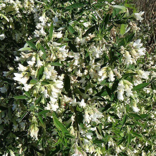 Chamaecytisus palmensis, Tree lucerne