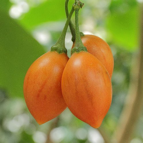 Tamarillo Hardy Harry