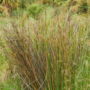 Juncus pallidus, Pale Rush - Pb5 (80/120)
